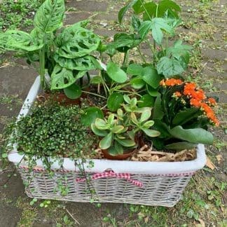 Houseplant Gift Basket