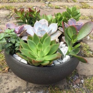 Succulent Bowl