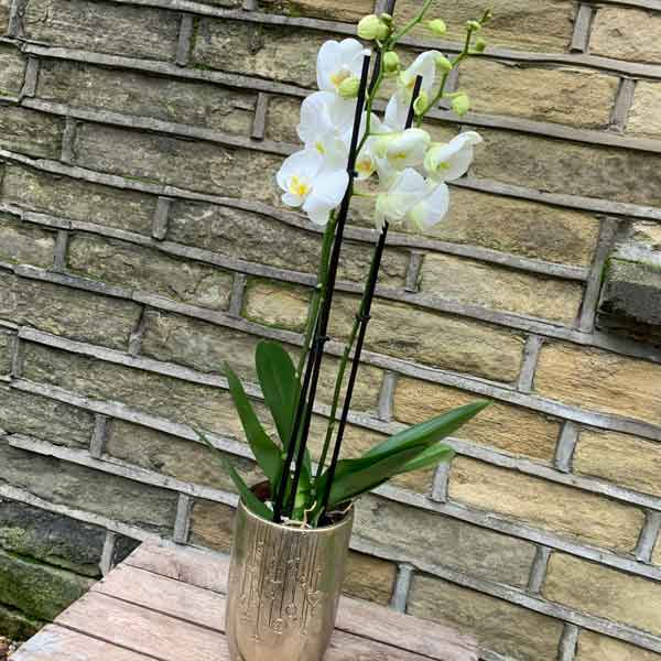 Christmas orchid deals