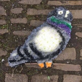 SFS - North - Pigeon